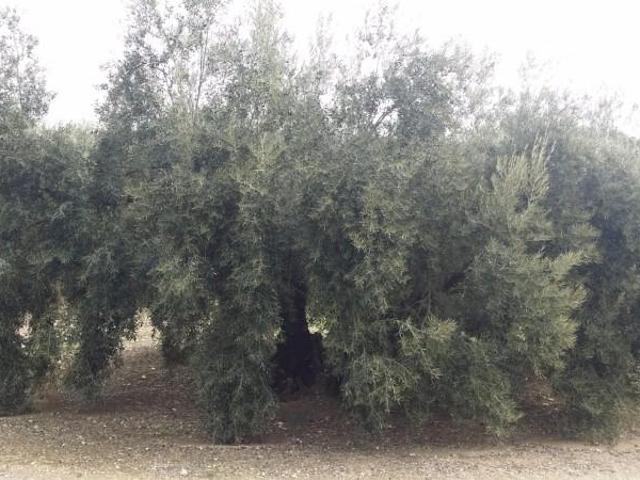 Terrenos Iznájar Córdoba 101556501