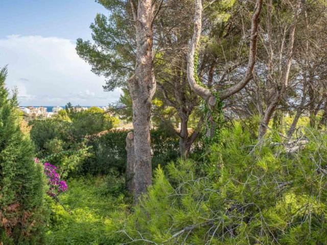 Terrenos Javea Alicante 101135713
