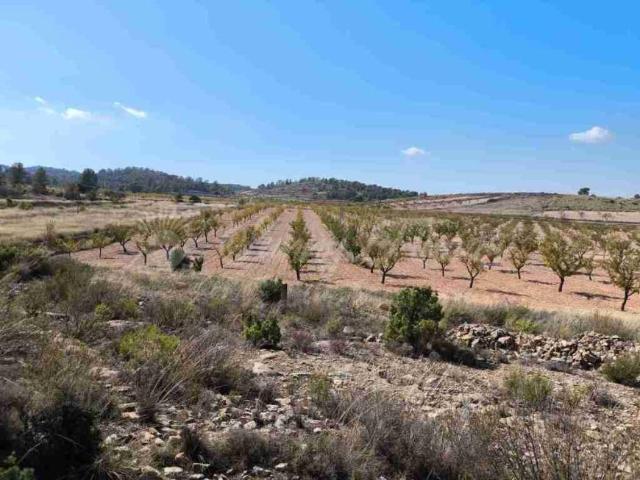 Terrenos Jumilla Murcia 95694392