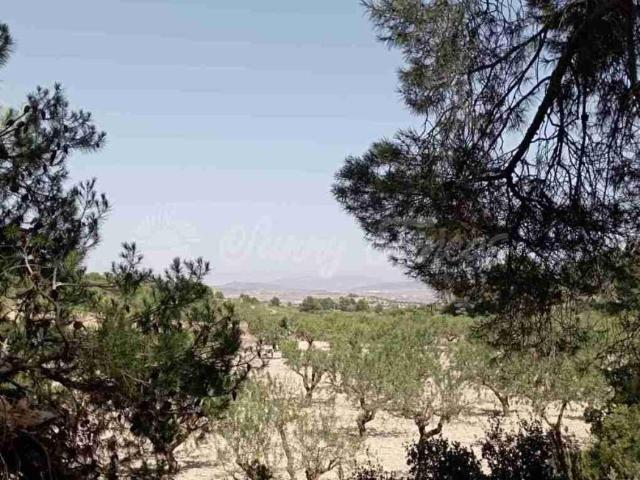 Terrenos Jumilla Murcia 96288394