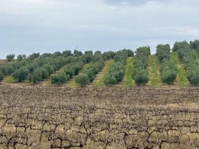Terrenos La Albuera Badajoz 100381314