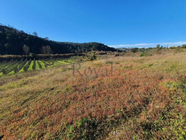Terrenos Leiria Caldas da Rainha 2500 DS99597613