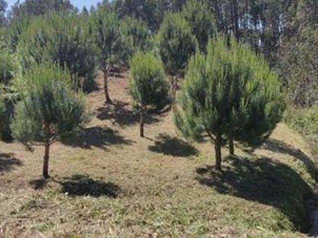 Terrenos Leiria Leiria DS98150599