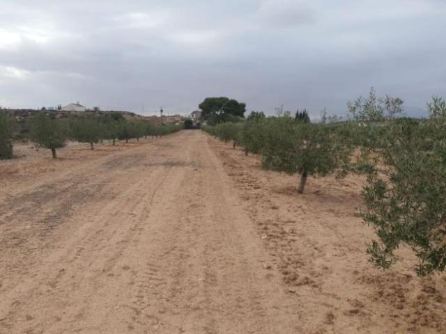 Terrenos Los Munoces Murcia 101639767