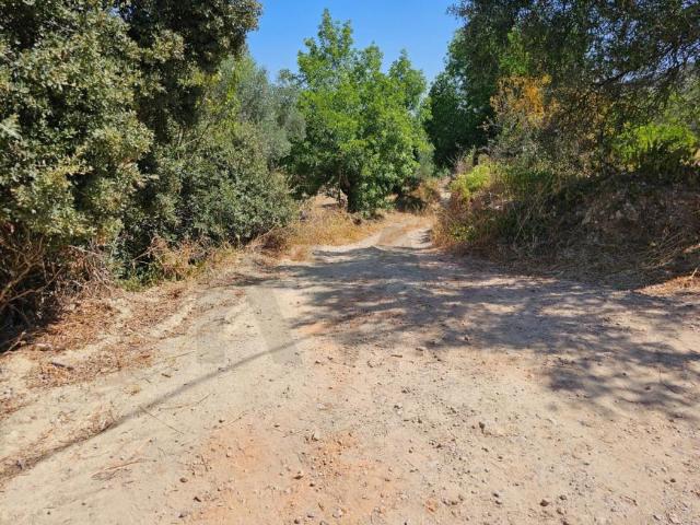 Terrenos Loulé Algarve DS94446319