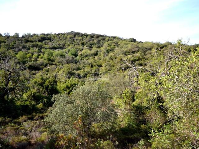 Terrenos Loulé Algarve DS96381387