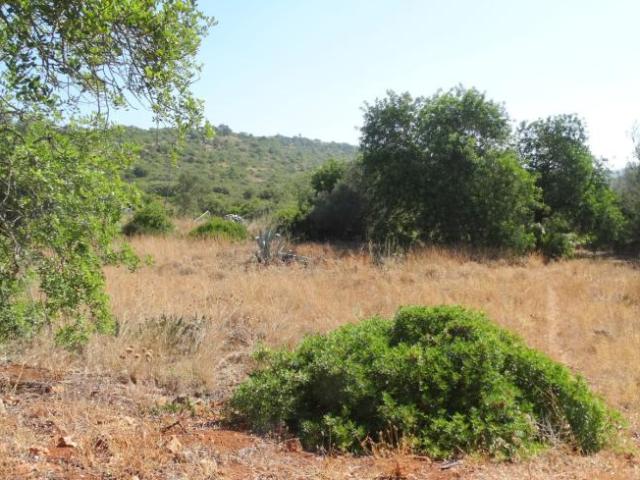 Terrenos Loule Faro DS98215313