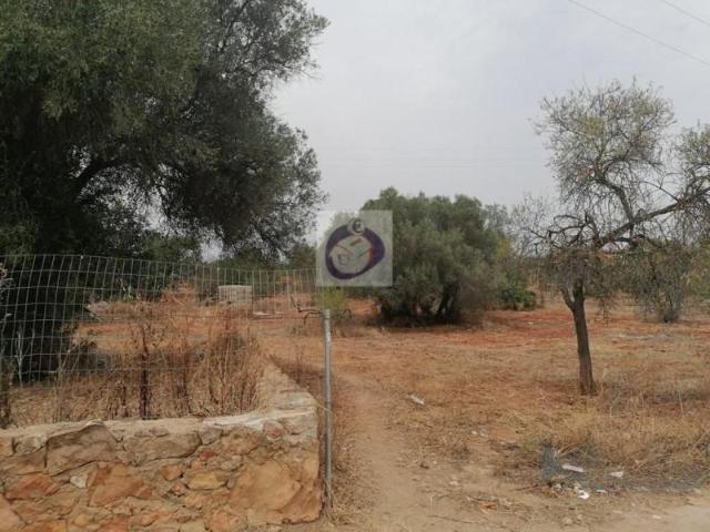 Terrenos Loulé Loulé DLS97122667