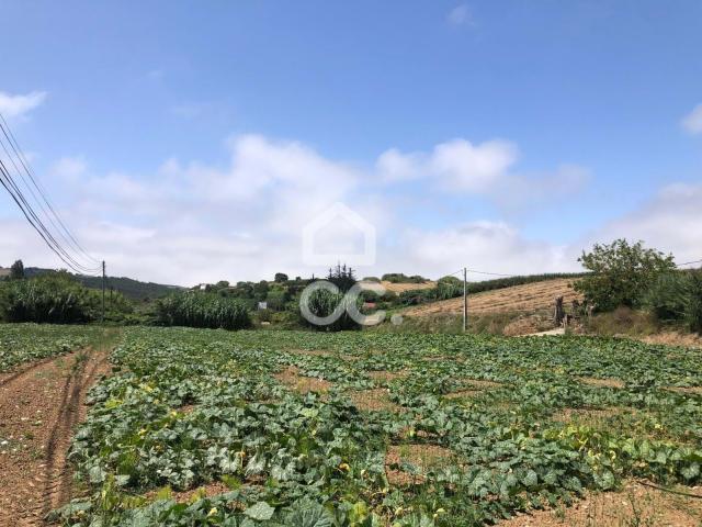 Terrenos Lourinhã Lisboa DS81909059