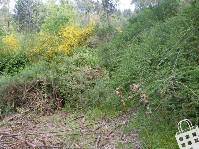 Terrenos Lousada Porto DS46373049