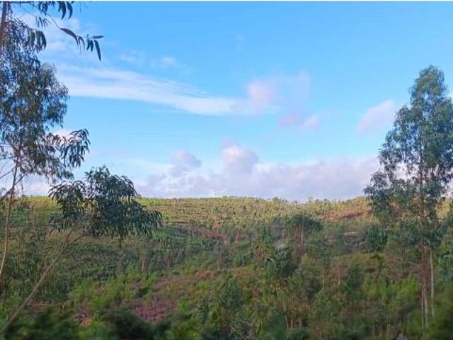 Terrenos Mação Mação DLS93239385
