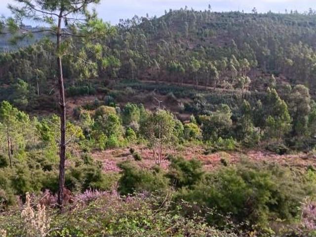 Terrenos Mação Mação DLS96197437