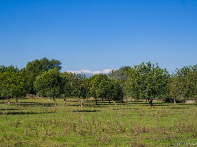 Terrenos Manacor Spanien LS96272526