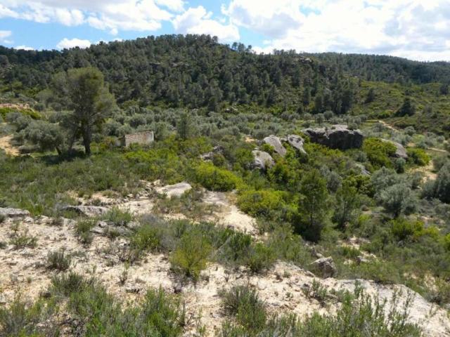 Terrenos Maella Zaragoza 101440647