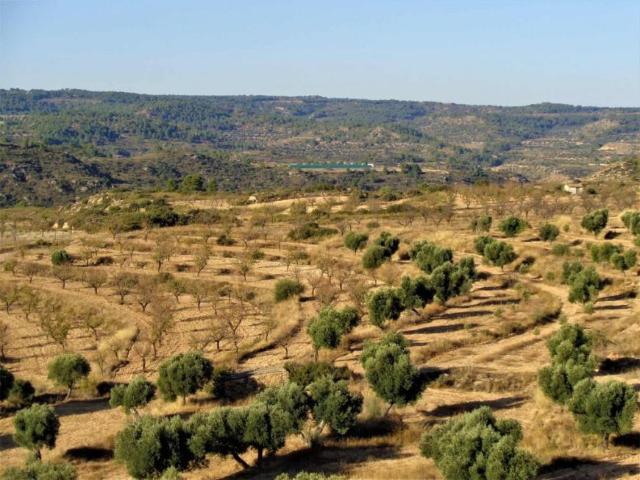 Terrenos Maella Zaragoza 101440749