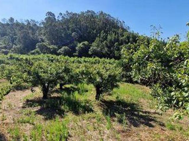 Terrenos Mafra Lisboa DS100021859