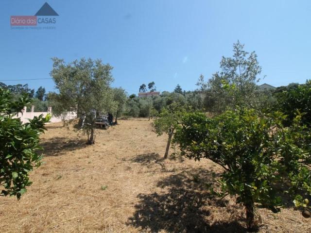 Terrenos Mealhada Mealhada DLS96592340