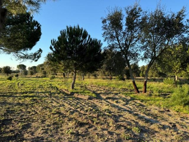 Terrenos Montijo Montijo 2985 000 DLS87074494