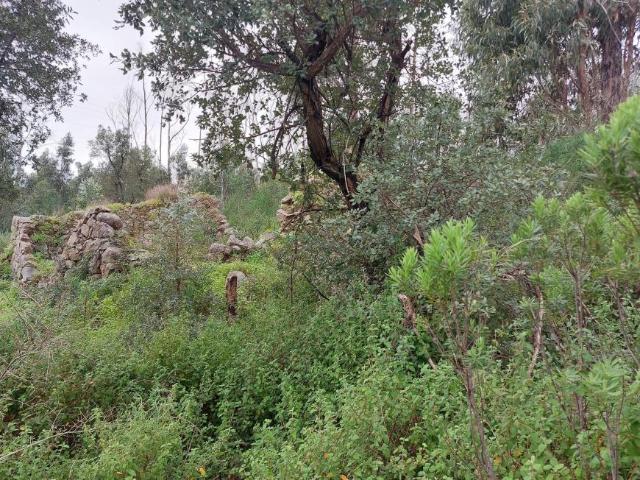 Terrenos Monchique Algarve DLS99722983