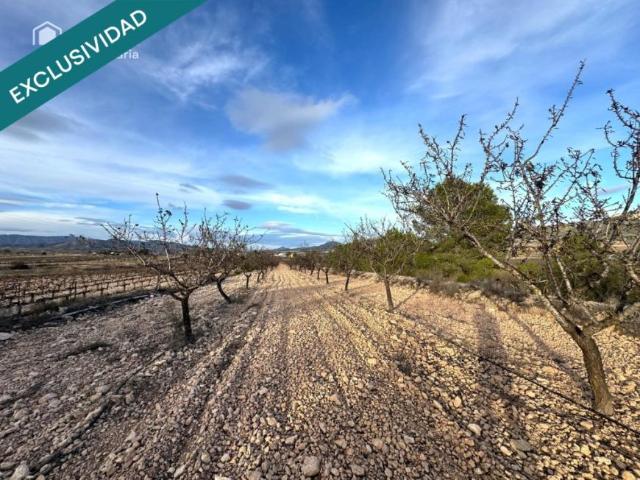 Terrenos Monovar Alicante LS99005252