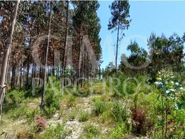 Terrenos Oliveira do Bairro Oliveira do Bairro DS87097832