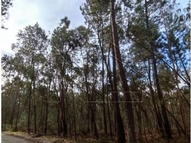 Terrenos Oliveira do Bairro Oliveira do Bairro DS98968059