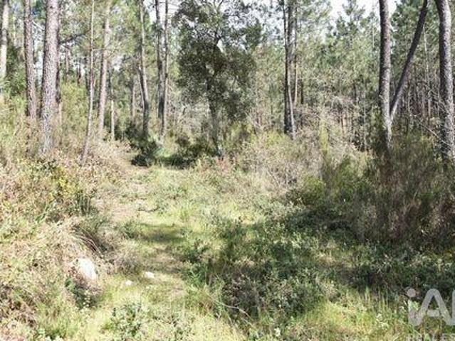 Terrenos Ourem Santarem DLS90030604