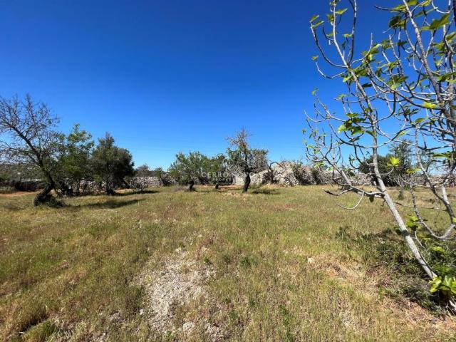 Terrenos Paderne Algarve DLS84284302