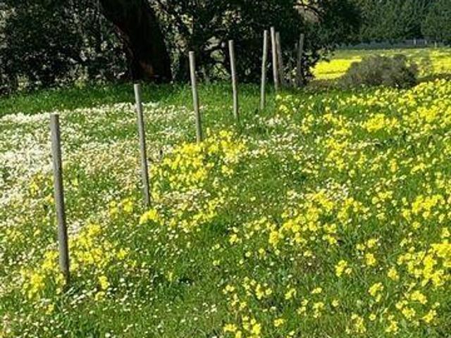 Terrenos Palmela Setubal DLS99773054