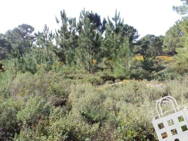 Terrenos PATAIAS Leiria DLS70842596
