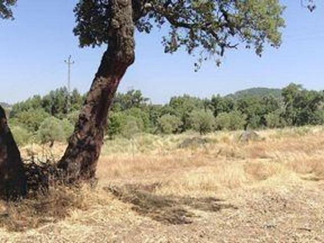 Terrenos Penamacor Castelo Branco DLS93586074