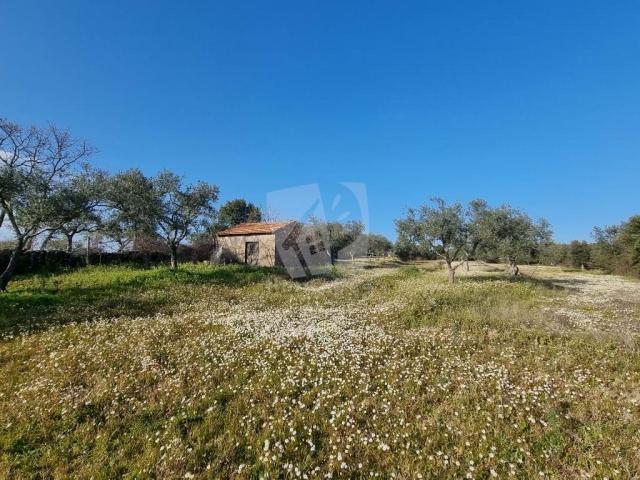 Terrenos Penamacor Castelo Branco DS78384740