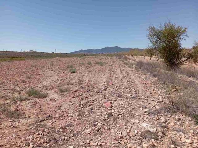 Terrenos Pinoso Alicante LS83187452