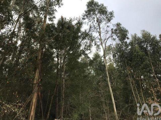 Terrenos Pombal Leiria DS94451017