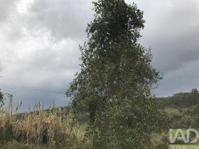 Terrenos Pombal Leiria DS94451019
