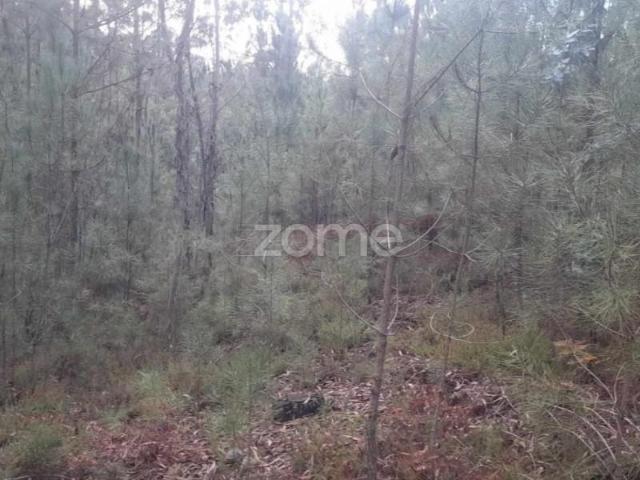 Terrenos Pombal Pombal DS87064859