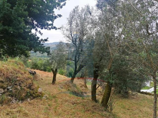 Terrenos Ponte de Lima Ponte de Lima DS98341236