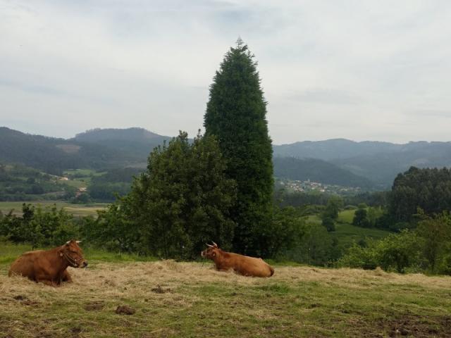 Terrenos Pravia Asturias 78110740