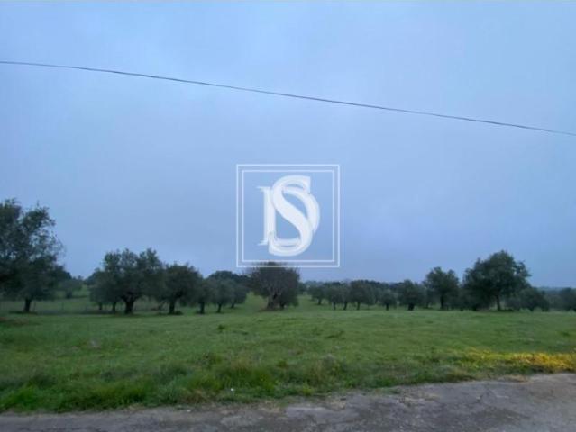 Terrenos Rio Maior Rio Maior DS91316975