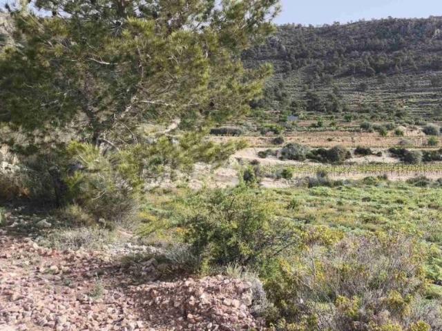 Terrenos Romana Alicante 103091208
