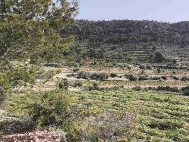 Terrenos Romana Alicante 103091211