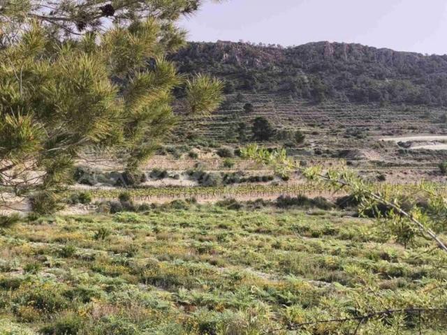 Terrenos Romana Alicante 103091213