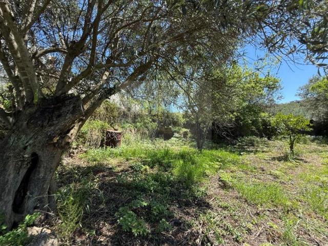 Terrenos São Brás de Alportel São Brás de Alportel DLS89673627