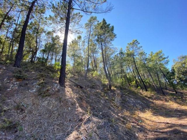 Terrenos São Brás de Alportel São Brás de Alportel DLS97122629