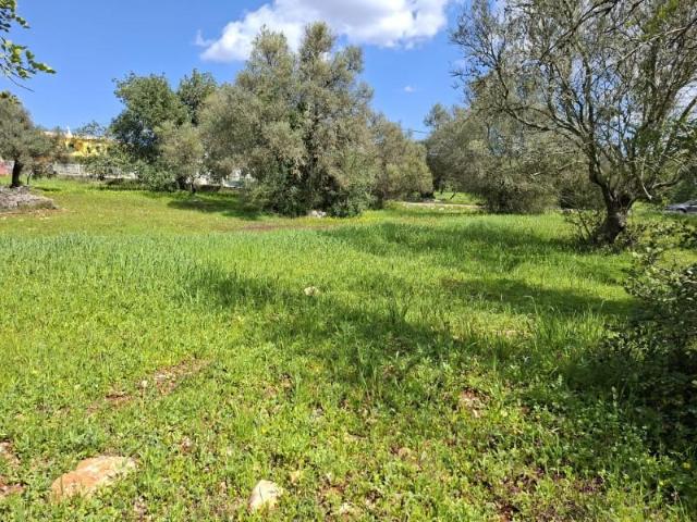 Terrenos São Brás de Alportel São Brás de Alportel DLS99729408