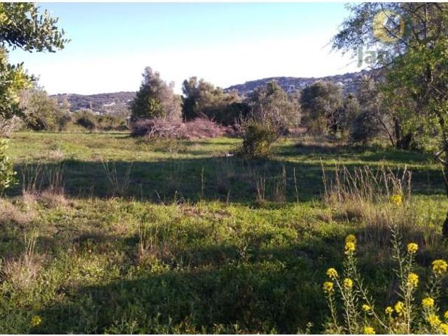 Terrenos São Brás de Alportel São Brás de Alportel DLS102241054