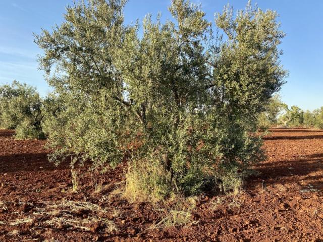 Terrenos Santa Marta Badajoz 78113092