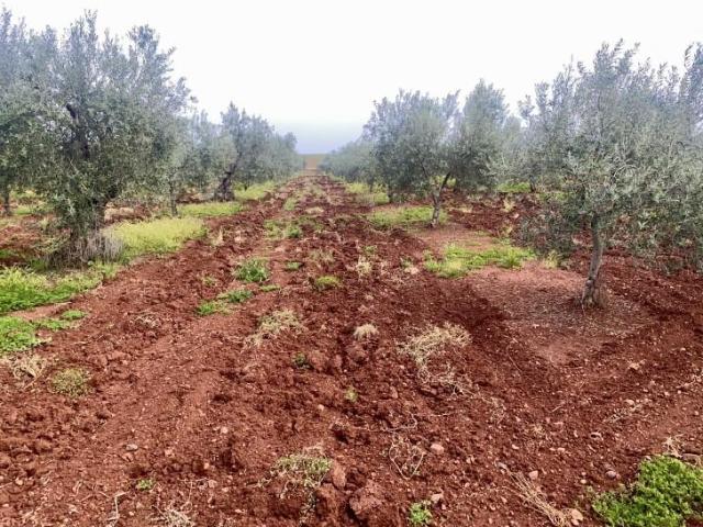 Terrenos Santa Marta Badajoz 89504549