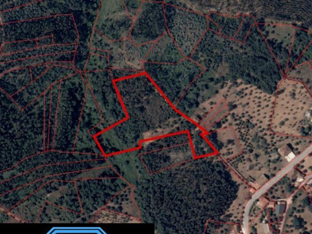 Terrenos Santarém Tomar 2305 DS98918514
