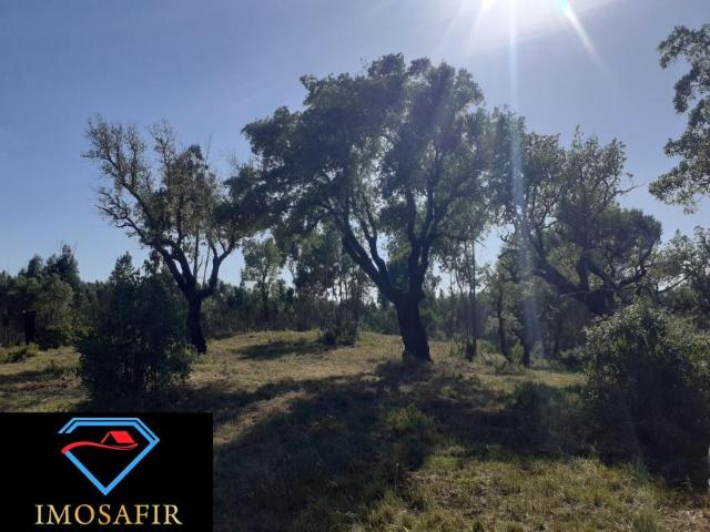 Terrenos Santarém Tomar 2305 DS98918518